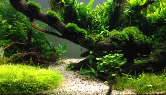 Community aquascaping path created by Mickey Paulssen for Miroshaki